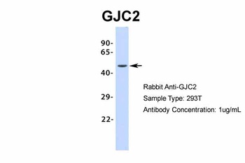 GJC2 Antibody