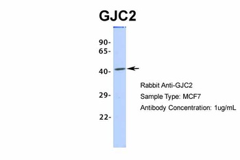 GJC2 Antibody