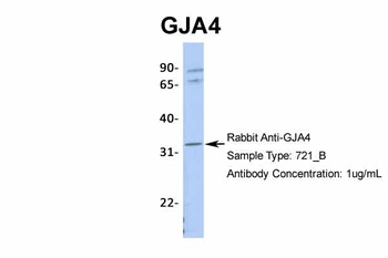 GJA4 Antibody