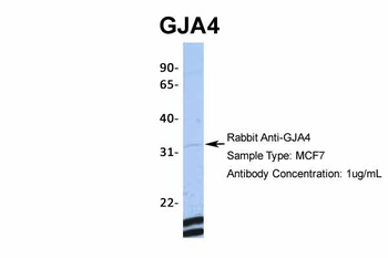 GJA4 Antibody