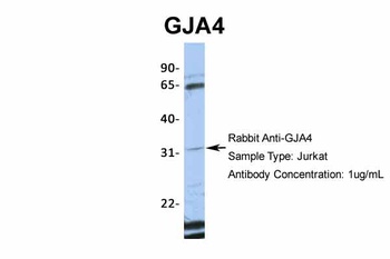 GJA4 Antibody