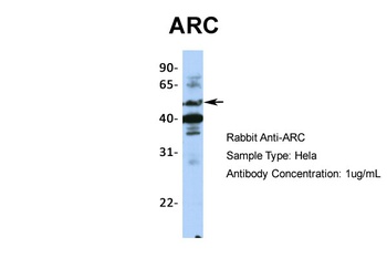 ARC Antibody