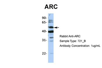 ARC Antibody