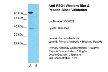 C10orf2 Antibody