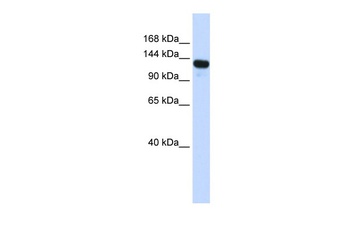 UPF1 Antibody