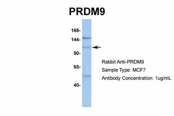 PRDM9 Antibody