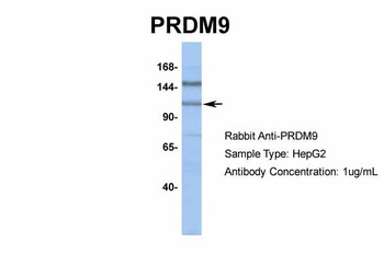 PRDM9 Antibody