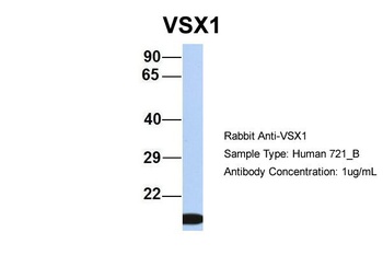 VSX1 Antibody