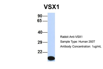 VSX1 Antibody