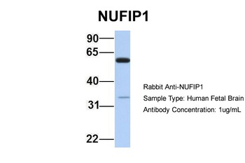 NUFIP1 Antibody