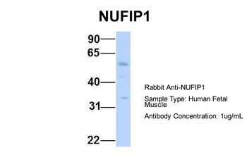 NUFIP1 Antibody