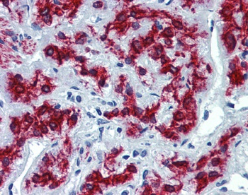 VEZF1 Antibody