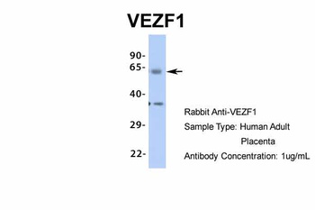 VEZF1 Antibody