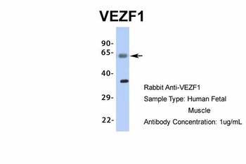 VEZF1 Antibody