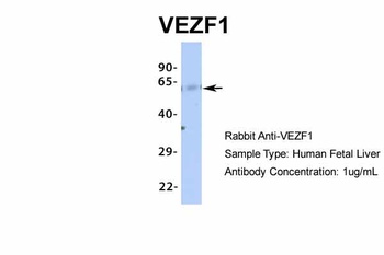 VEZF1 Antibody