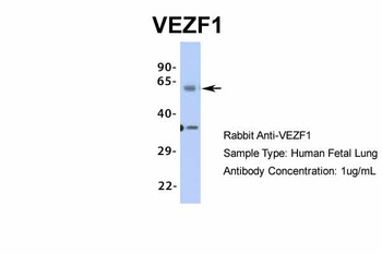 VEZF1 Antibody