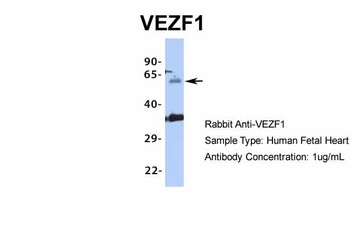 VEZF1 Antibody