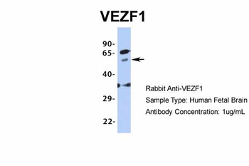 VEZF1 Antibody