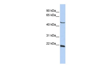 SSX4 Antibody