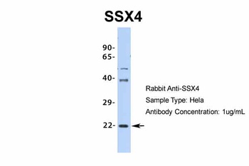 SSX4 Antibody