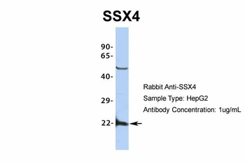 SSX4 Antibody