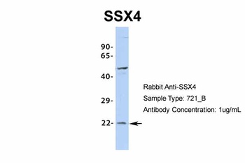 SSX4 Antibody