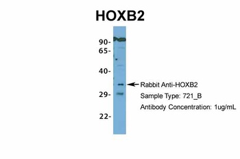 HOXB2 Antibody