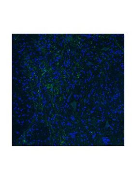 HTR3E Antibody