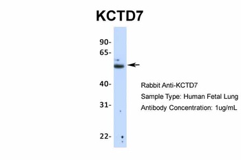 KCTD7 Antibody