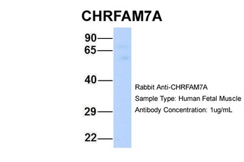 CHRFAM7A Antibody
