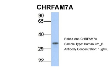 CHRFAM7A Antibody