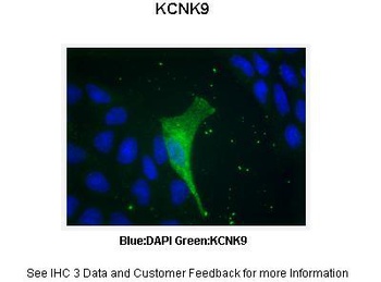 KCNK9 Antibody