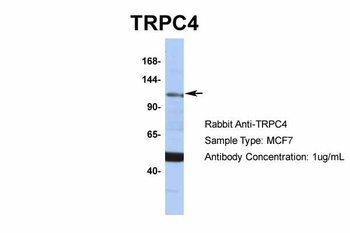 TRPC4 Antibody