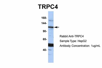 TRPC4 Antibody