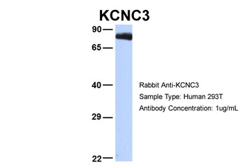 KCNC3 Antibody
