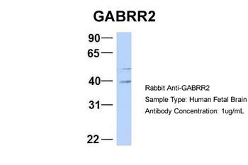 GABRR2 Antibody
