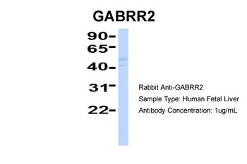 GABRR2 Antibody