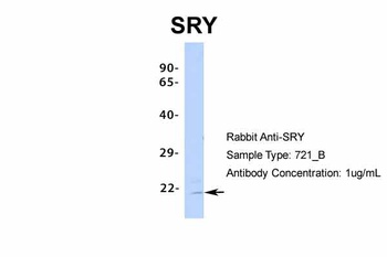 SRY Antibody