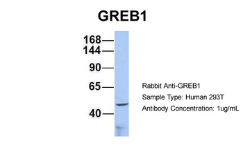 GREB1 Antibody
