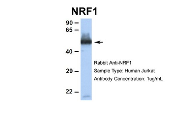 NRF1 Antibody