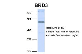 BRD3 Antibody