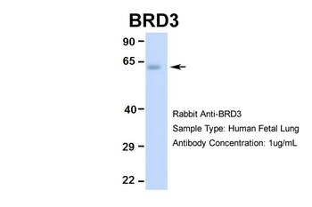 BRD3 Antibody