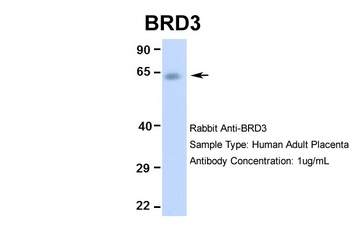 BRD3 Antibody