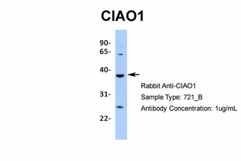 CIAO1 Antibody