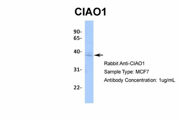 CIAO1 Antibody