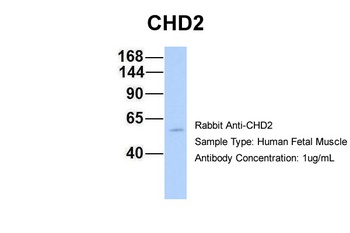 CHD2 Antibody