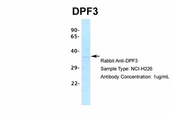 DPF3 Antibody