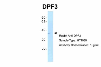 DPF3 Antibody