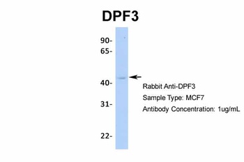 DPF3 Antibody