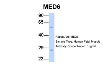 MED6 Antibody